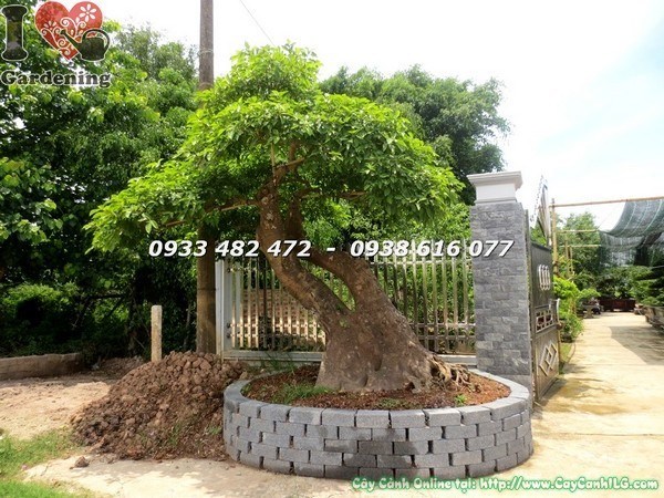 Cây Chiếc Bonsai Cổ Thụ (Ms: 23450)