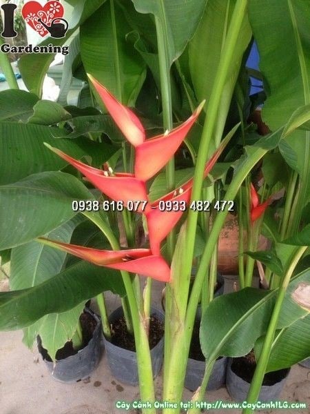 Cây Chuối Thiên Nga (Ms: 23712)