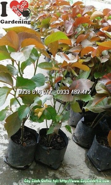 Cây Phổi Bò (Ms: 23716)