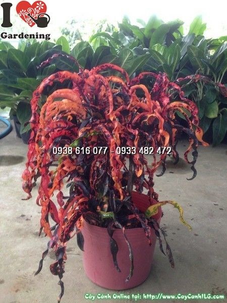Cây Lá Màu Dây Khoan (Ms: 23709)