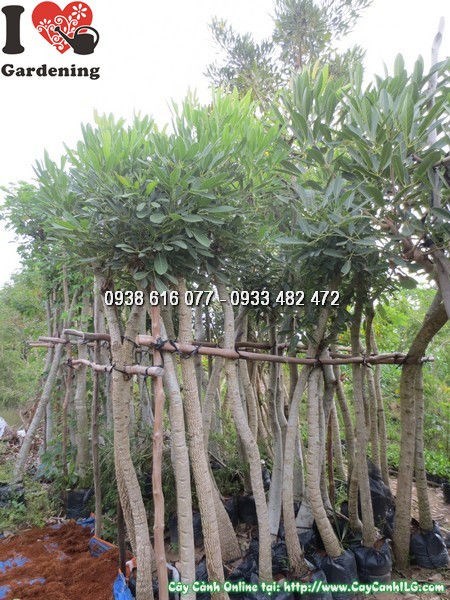 Cây Chuông Vàng (Cao 3m – Ms: 23772)