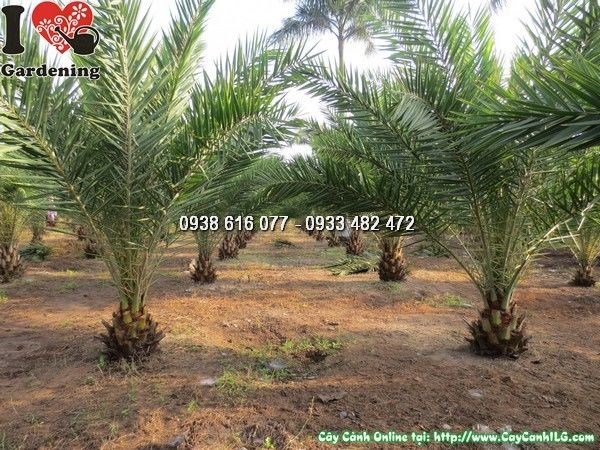 Cây Cọ Dầu Lá Cứng (Cao 2m – Ms: 23776)