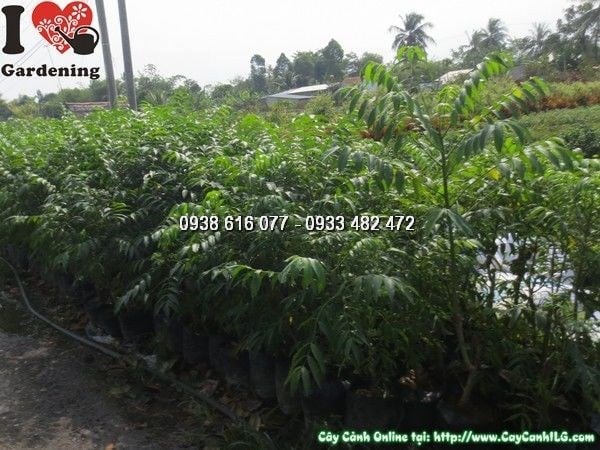 Cây Cóc Giống (Ms: 23785)