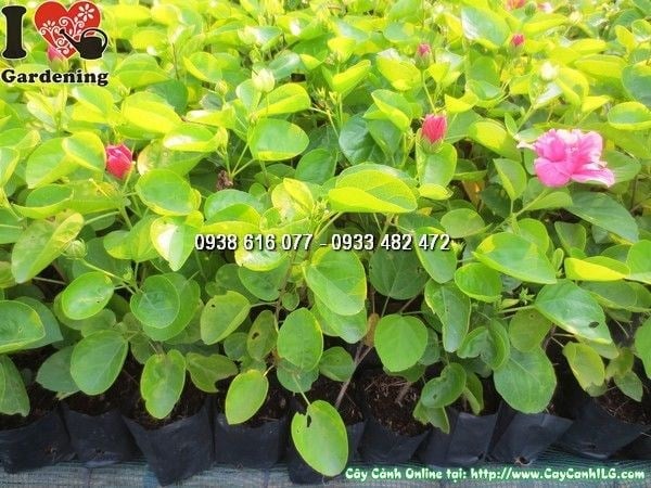 Cây Dâm Bụt Cánh Kép (Cao 15cm -Ms: 23802)