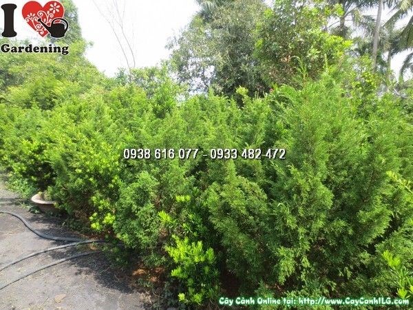 Cây Duyên Tùng (Cao 1m – Ms: 23824)