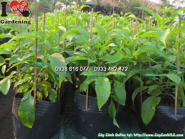 Cây Hoa Chuông Vàng (Cao 30cm – Ms: 23830)