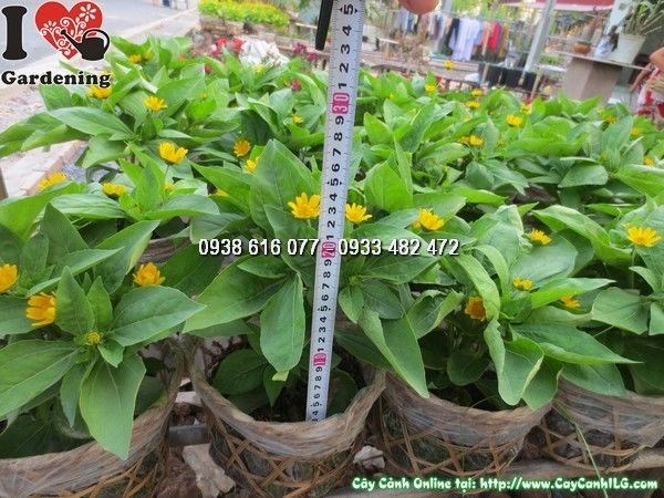 Cây Hoa Cúc Mặt Trời (Cao 20cm – Ms: 23854)