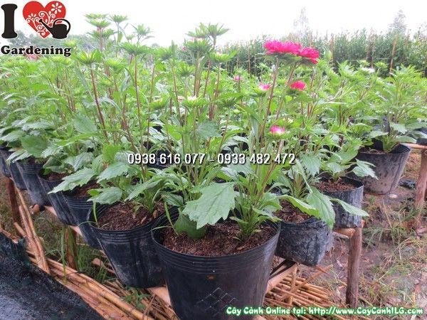 Cây Hoa Cúc Màu Đỏ Giống Mới (Cao 50cm – Ms: 23860)