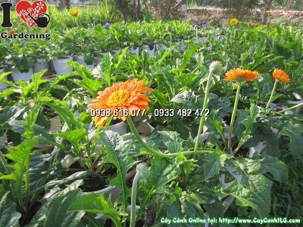 Cây Hoa Đồng Tiền Màu Cam (Cao 25cm – Ms: 23866)
