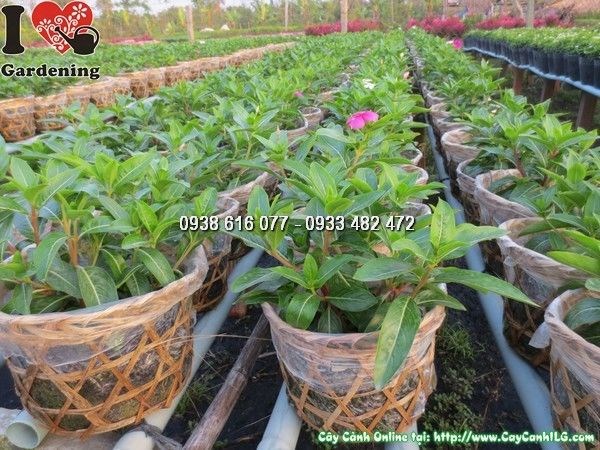 Cây Hoa Dừa Cạn (Cao 15cm – Ms: 23872)