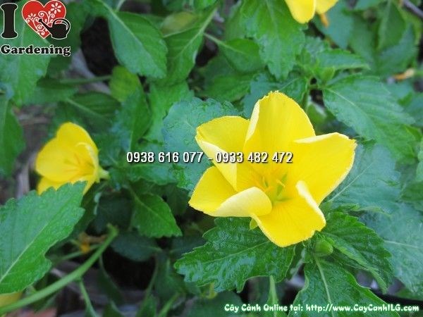 Cây Hoa Dừa Vàng (Cao 15cm – Ms: 23886)