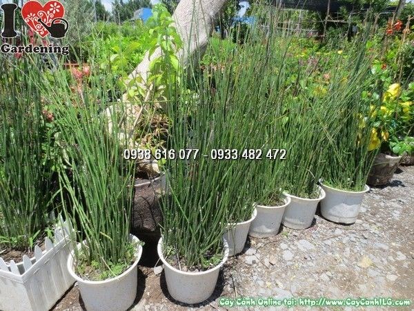 Cây Mộc Tặc (Cao 50cm – Ms: 24408)