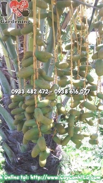 Cây Chà Là Mỹ ( Ms: 24438)