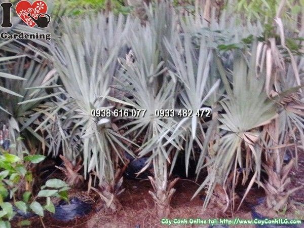 Cây Kè Bạc (Cao 1m – Ms: 24456)