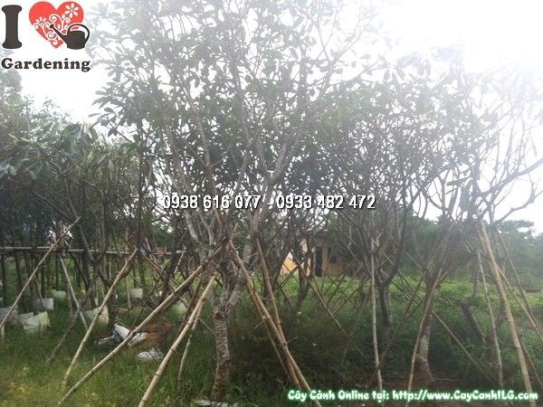 Cây Sứ Đại (Cao 3.5m Đk 10cm – Ms: 24459)