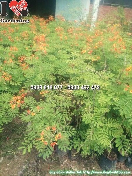 Cây Điệp Cúng (Cao 60cm – Ms: 24469)