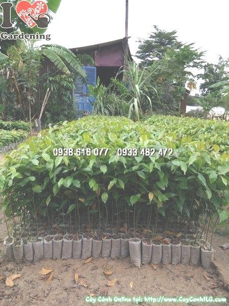 Cây Sao Đen Giống Bọc Nhỏ (Ms: 24480)