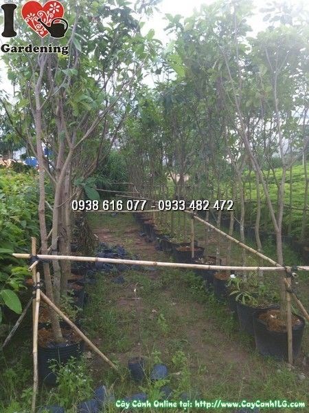 Cây Lộc Vừng (Cao 3m Đk 3cm – Ms: 24485)
