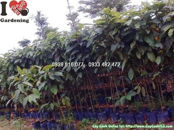 Cây Dầu Rái Giống (Cao 2m – Ms: 24492)