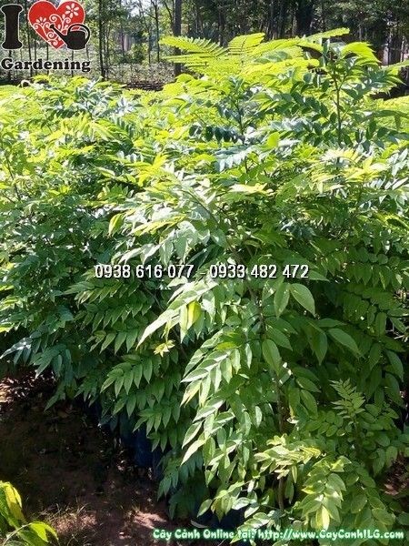 Cây Sưa Giống (Cao 1m – Ms: 24506)