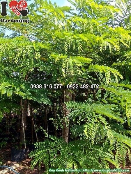 Cây Muồng Hoa Đào (Cao 2m Đk 2cm – Ms: 24515)