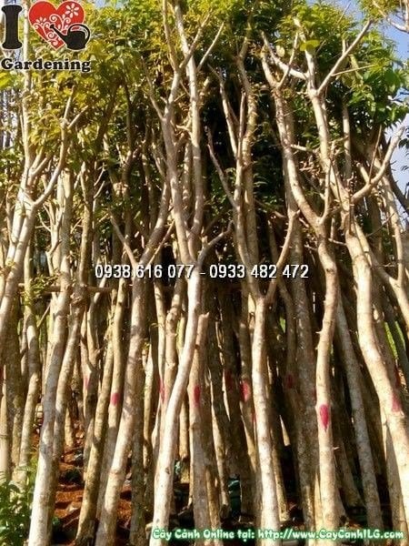 Cây Bằng Lăng Ổi (Cao 4m Đk 10cm – Ms: 24521)