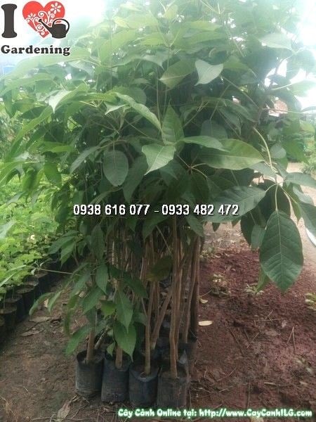 Cây Kèn Hồng (Cao 1m – Ms: 24532)