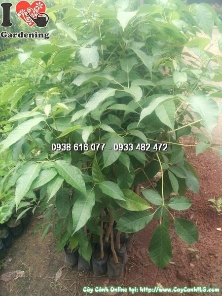 Cây Kèn Hồng (Cao 1m5 – Ms: 24537)