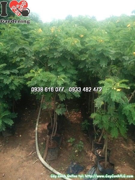Cây Muồng Vàng (Cao 1m5 – Ms: 24548)