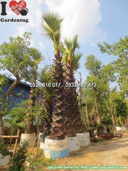 Cây Thốt Nôt (Lóng 3m – Ms: 24551)