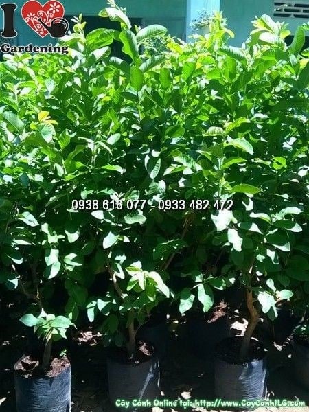 Cây Ổi Giống (Cao 1m – Ms: 24761)