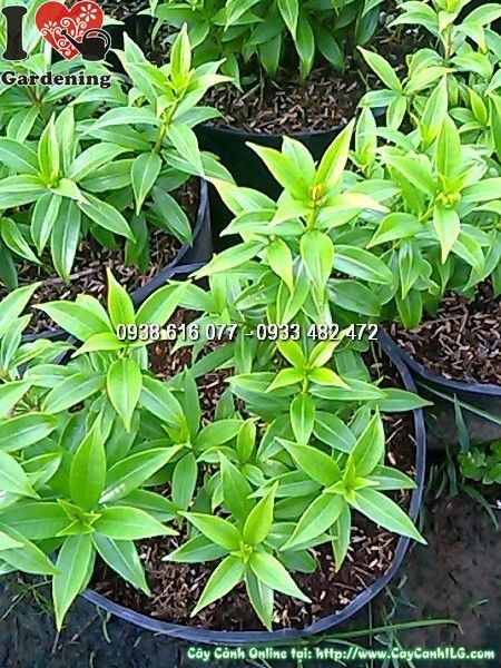 Cây Huỳnh Anh Lá Nhỏ (Cao 20cm – Ms: 24771)