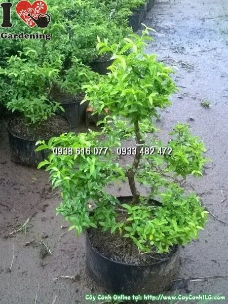 Cây Mai Chiếu Thủy Mini (Cao 20cm – Ms: 24782)