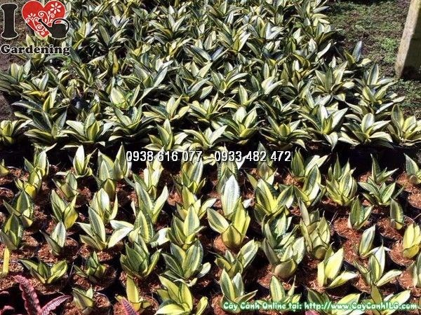 Cây Lưỡi Mèo Vàng (Ms: 24789)