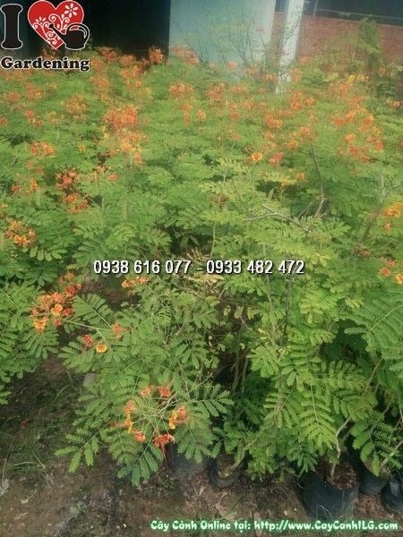 Cây Kim Phượng (Cao 60cm – Ms: 24829)