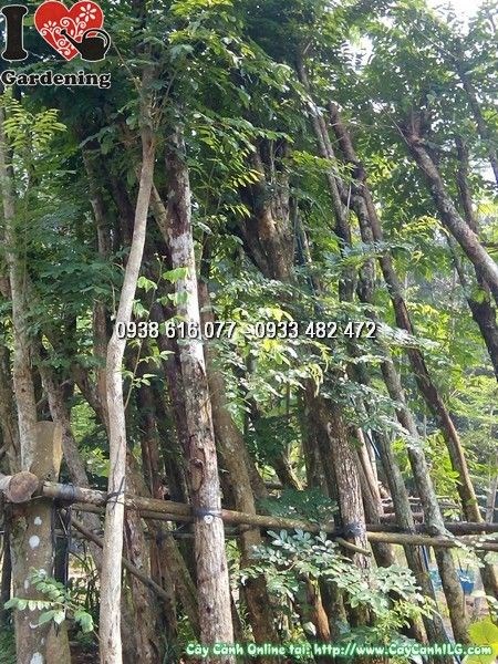 Cây Giáng Hương Rừng (Cao 5m Đk 20cm – Ms: 24834)