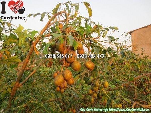 Cây Cóc Thái Có Trái (Ms: 23790)