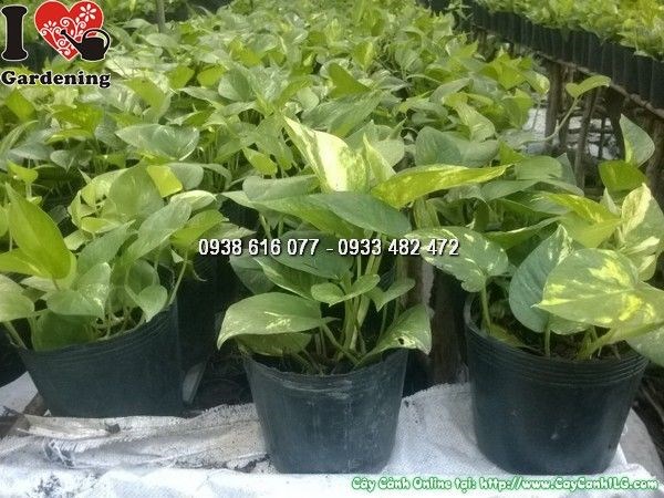 Cây Trầu Bà (Cao 25cm – Ms: 24874)