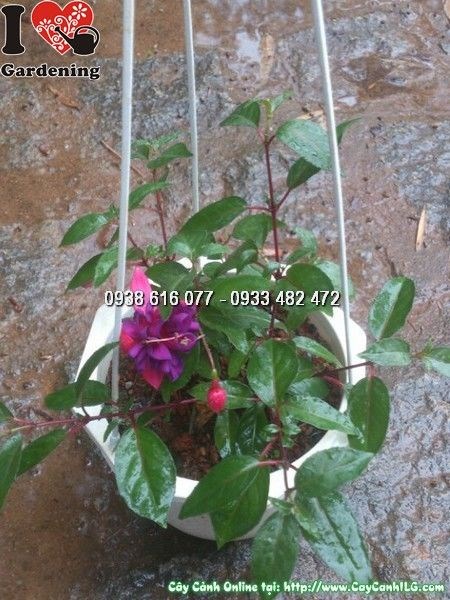 Cây Lồng Đèn Chậu Treo (Ms:24881)