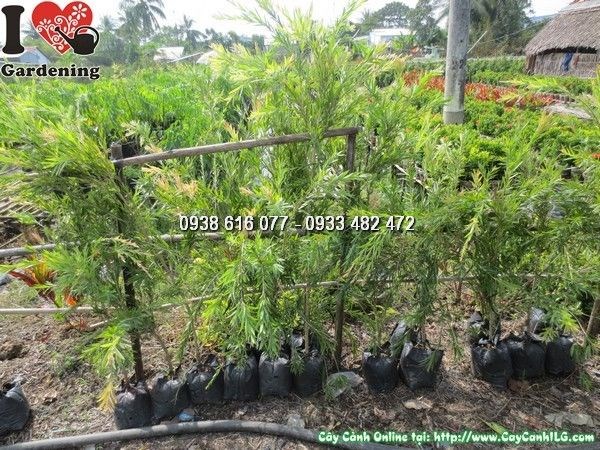 Cây Liễu Bông Đỏ (Cao 1m – Ms: 23732)