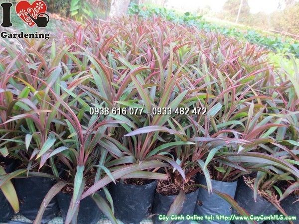 Cây Ánh Dương (Cao 15cm – Ms: 23737)
