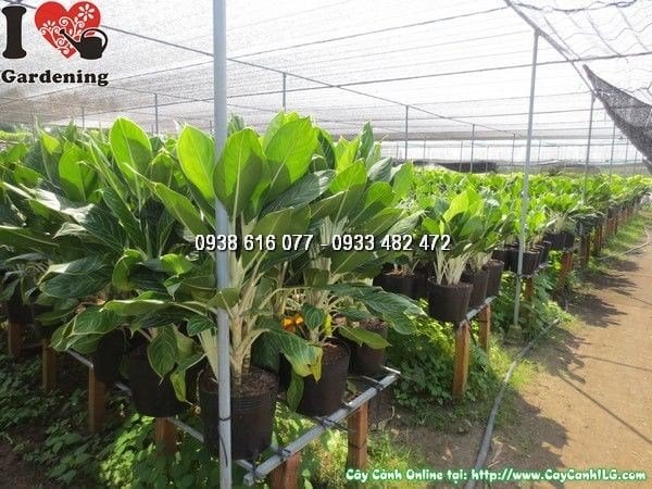 Cây Bạch Mã Hoàng Tử (Cao 60cm – Ms: 23749)