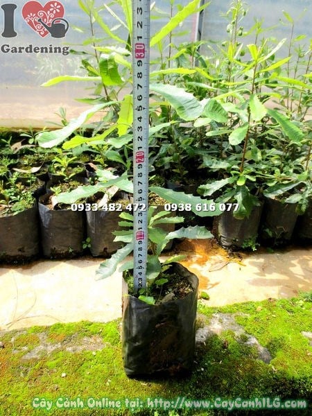 Cây Mắc Ca Giống (Cao 30cm – Ms: 16873 )