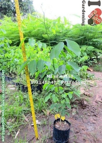 Cây Gõ Đỏ Giống (Cao 50cm – Ms: 08158)