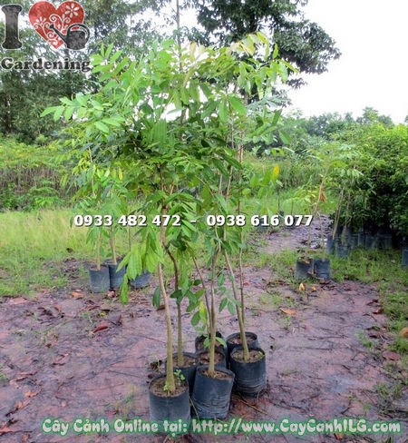 Cây Xà Cừ (Cao 1m7 – Ms: 17869 )
