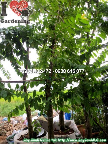 Cây Bằng Lăng Tím (Cao 3m – Ms: 12093)