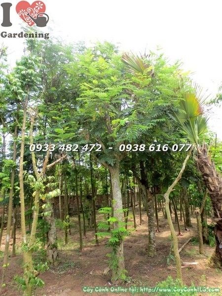 Cây Lim Xẹt (Cao 4m Đk 20cm – Ms: 22206)