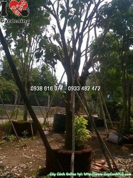 Cây Lộc Vừng (Cao 5m Đk 28cm – Ms: 24640)