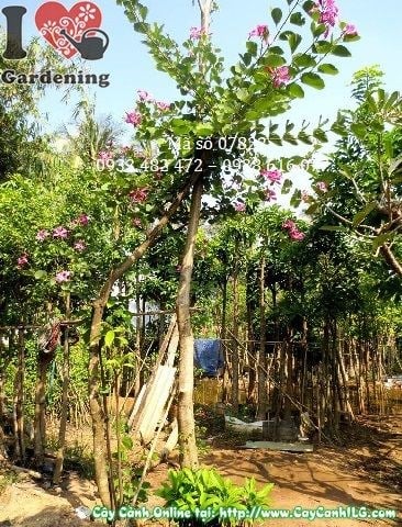 Cây Móng Bò – Cây Hoa Ban (Cao 4m – Ms: 05691)