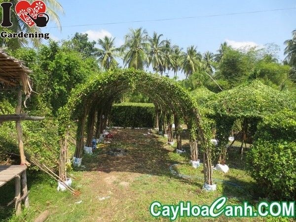 Tường Cây Sanh